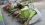 Жатка кукурузная роторная CLAAS RU 600 Xtra Auto-contour